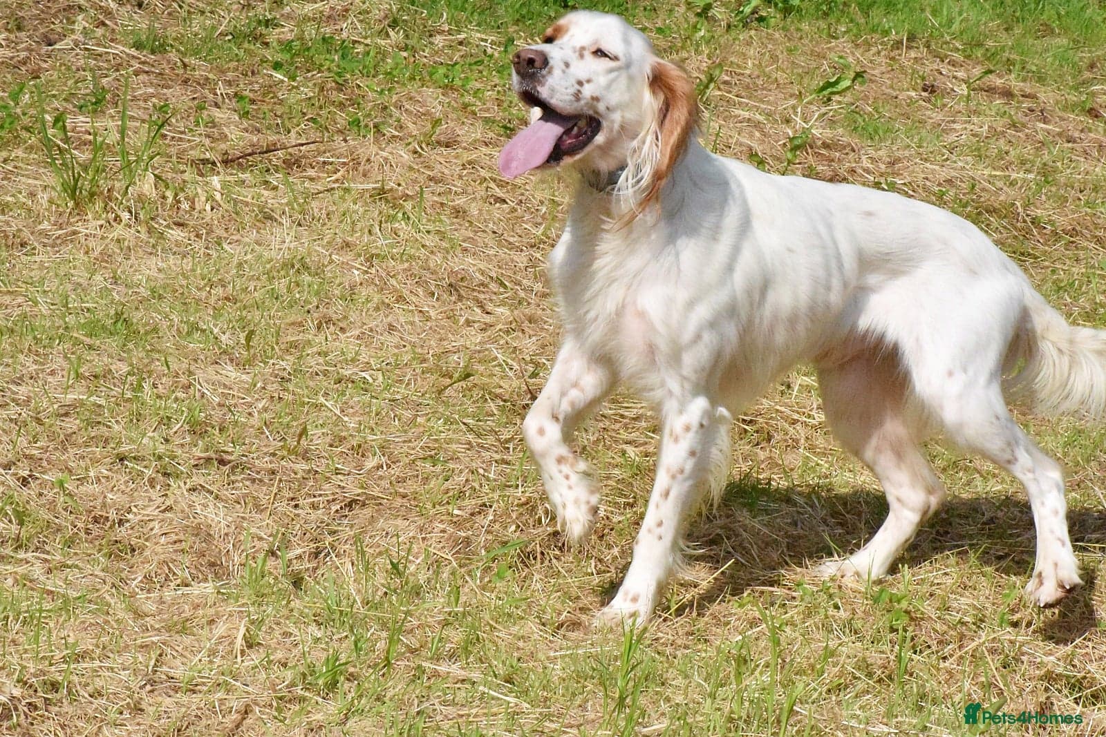 Parchi (Lucas) photo 6