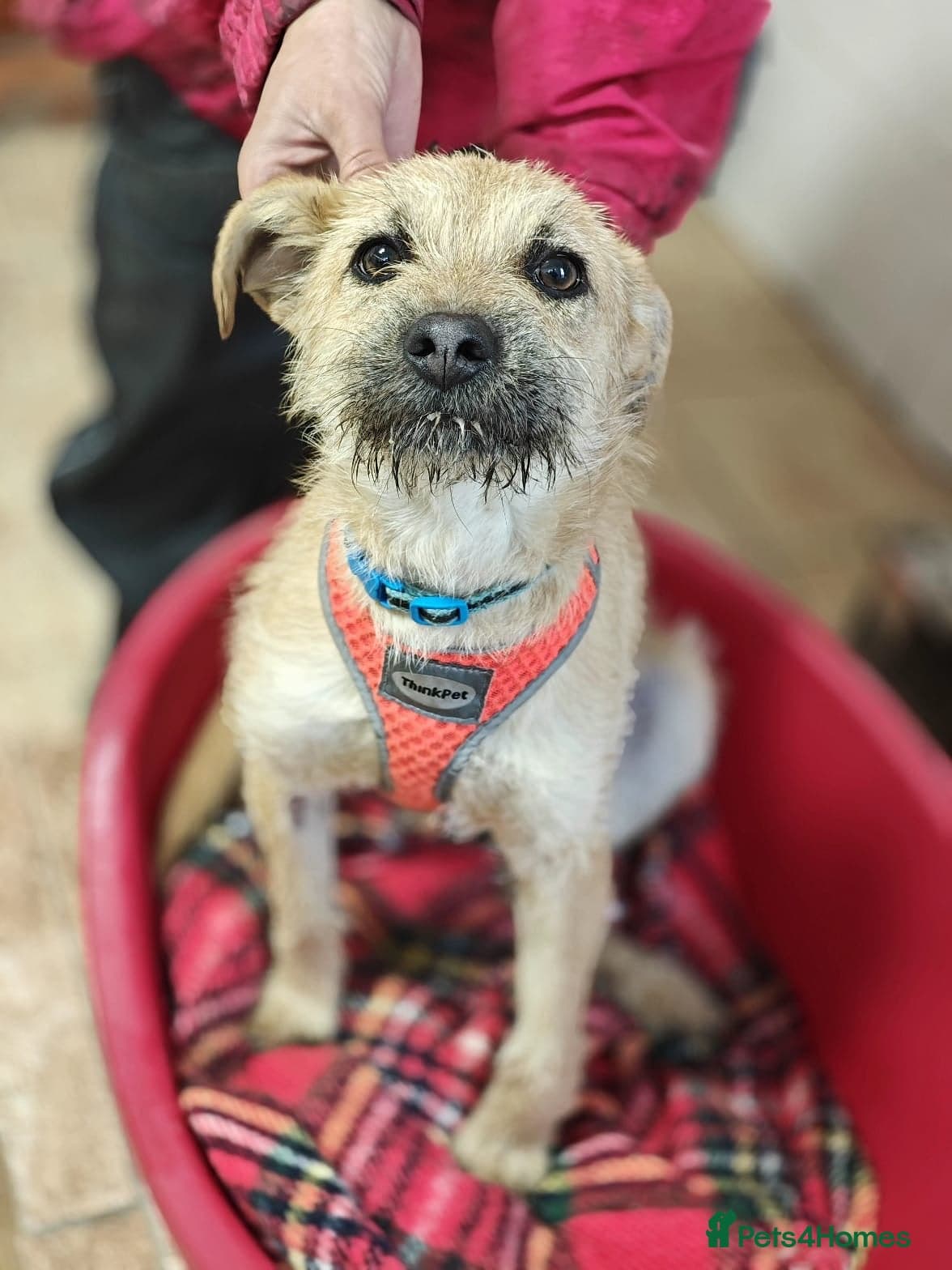 οΈπΆ bekki photo 15