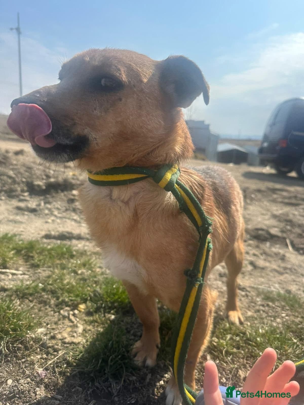 Terry - Norwich Norfolk photo 9