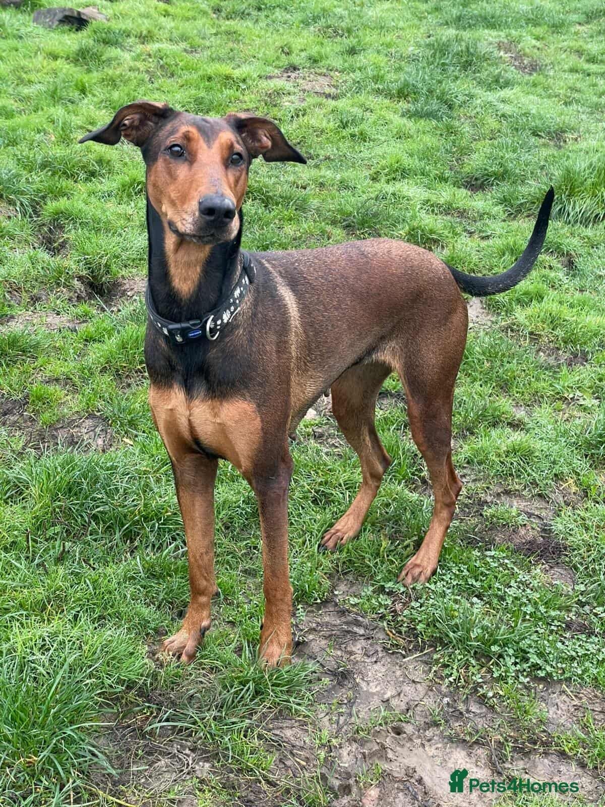 BONNIE π Playful, Loving Girl β Mixed Breed