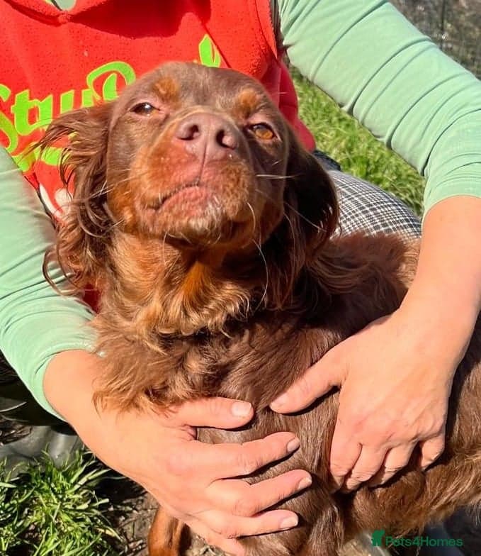 Diana, a lovely young Brittany photo 12