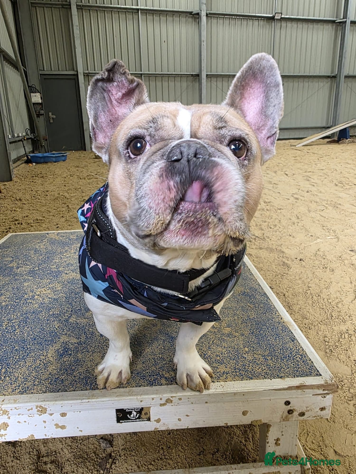 Ludo — French Bull