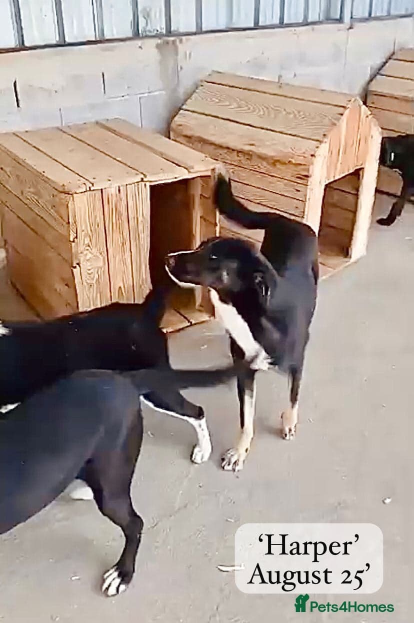 Harper, 2 yrs old approx. photo 19