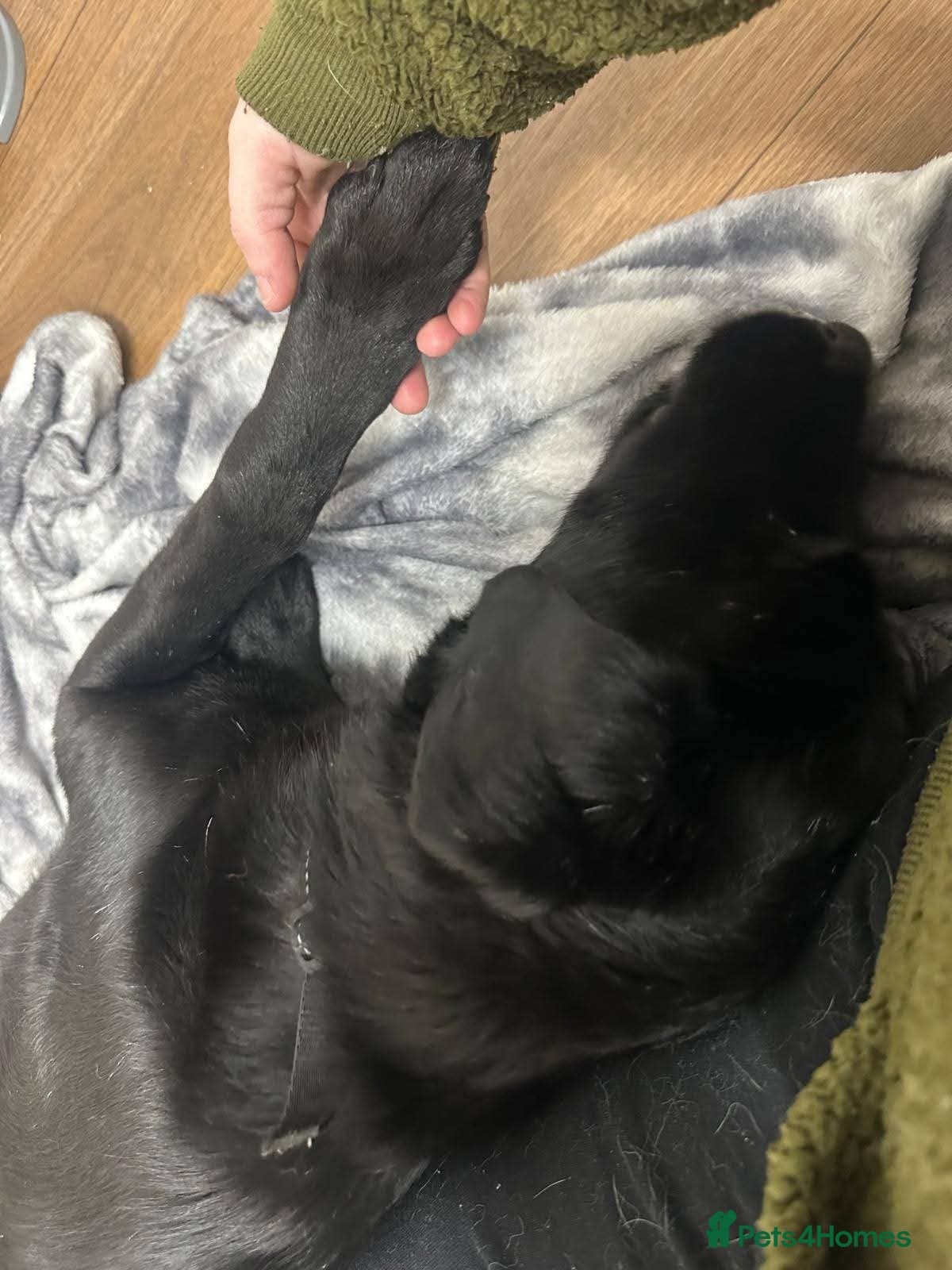 Meet Cosmo, currently residing in Yorkshire photo 5