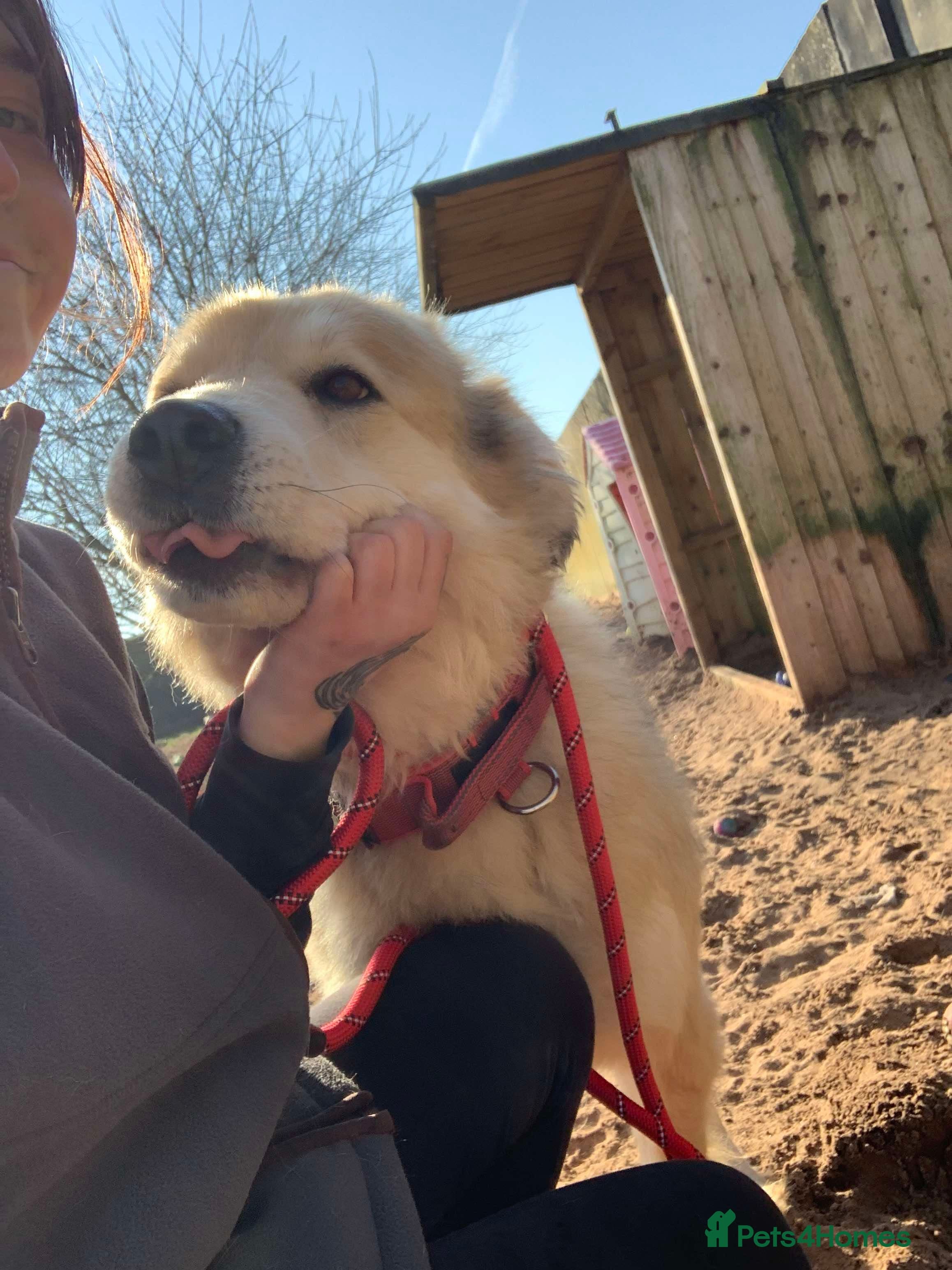 Meet Paddy, currently residing in Cheshire photo 8