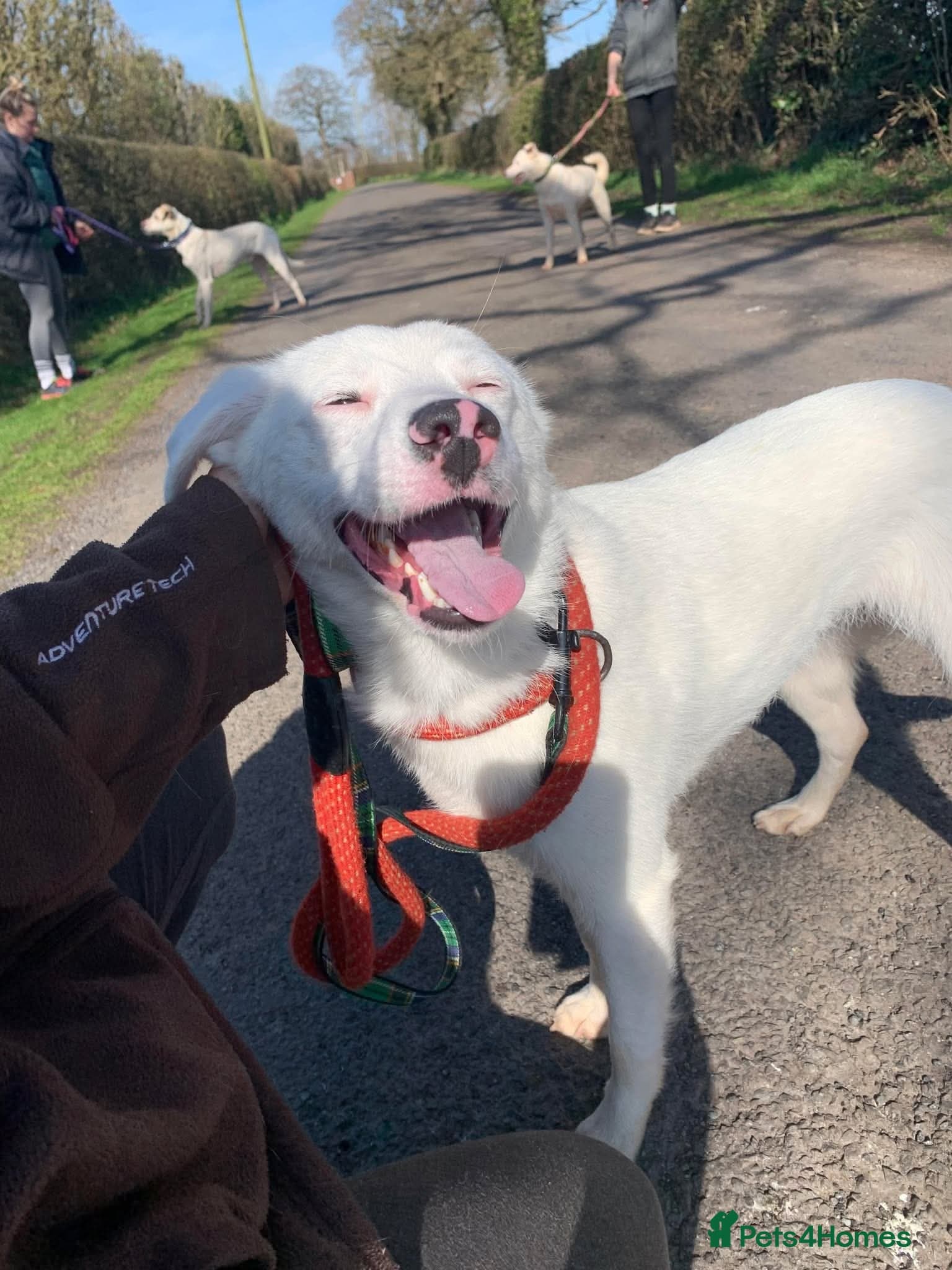 Meet Clove, currently residing in Cheshire photo 6