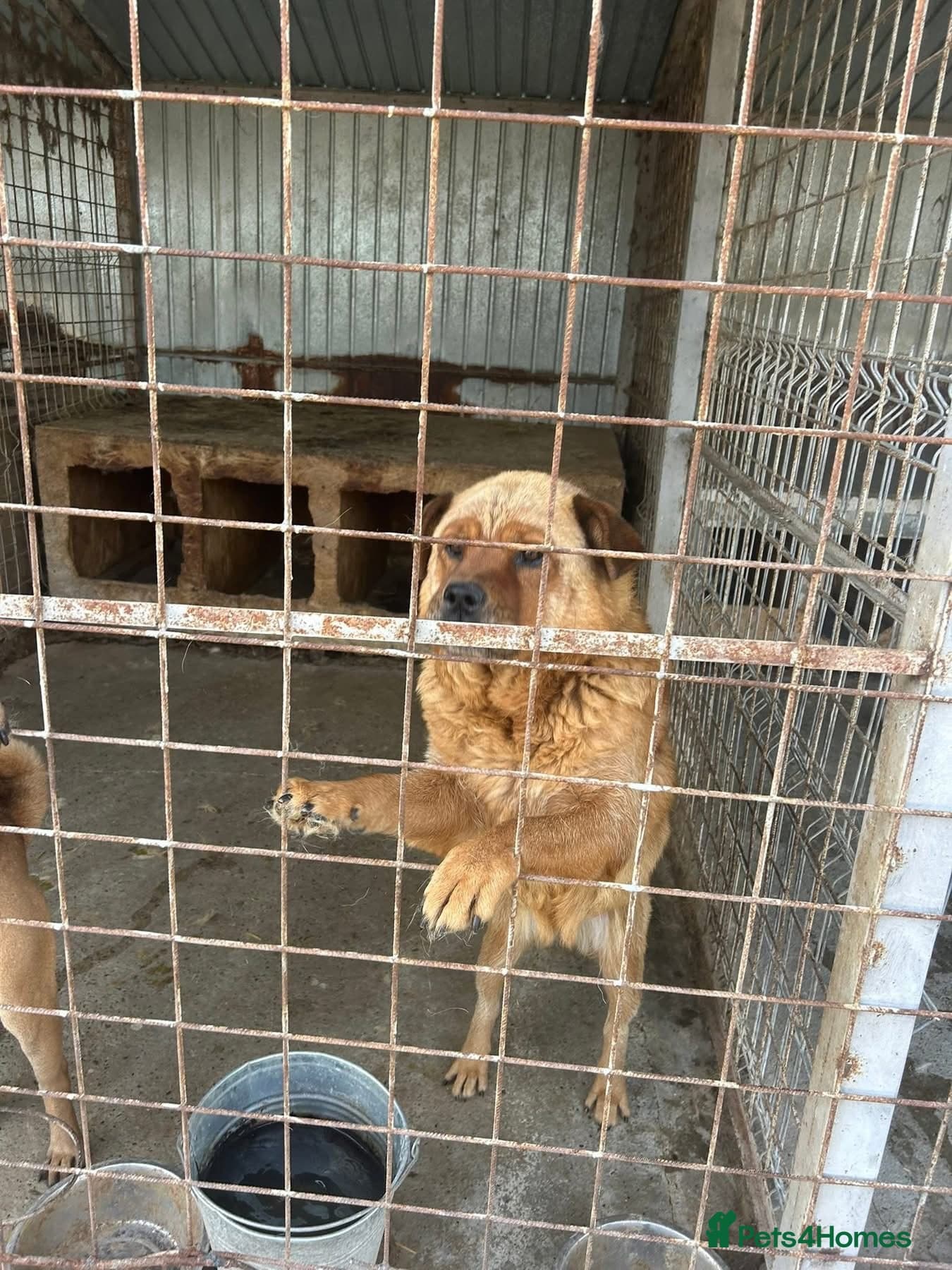 Princess - Norwich Norfolk photo 8