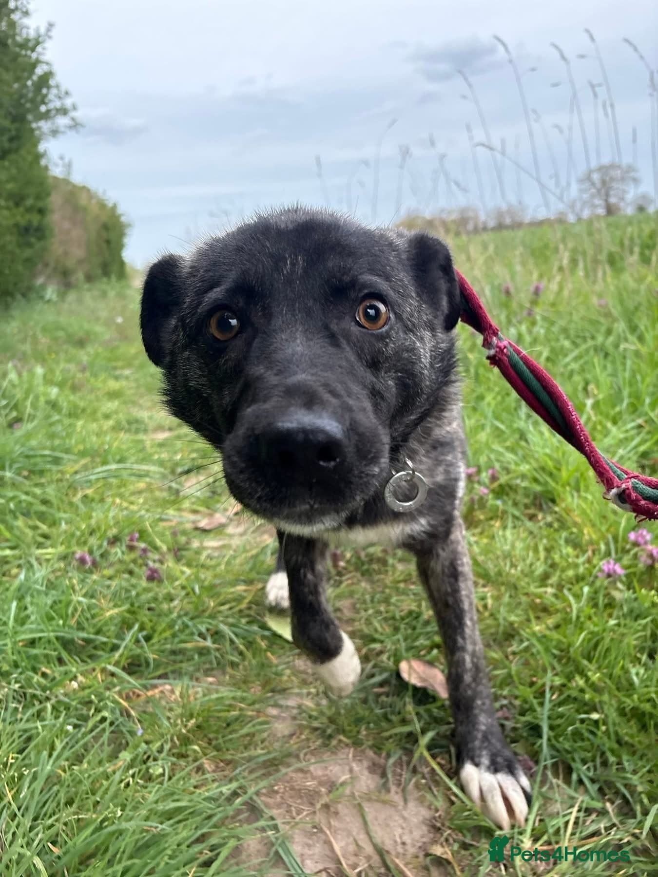 Jasper - Norwich Norfolk photo 7