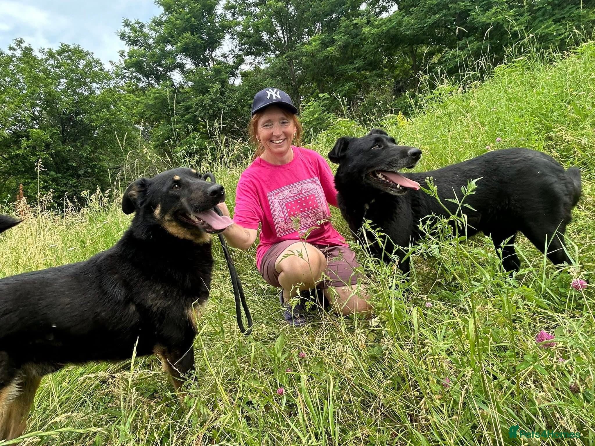 Romeo - Norwich Norfolk photo 11