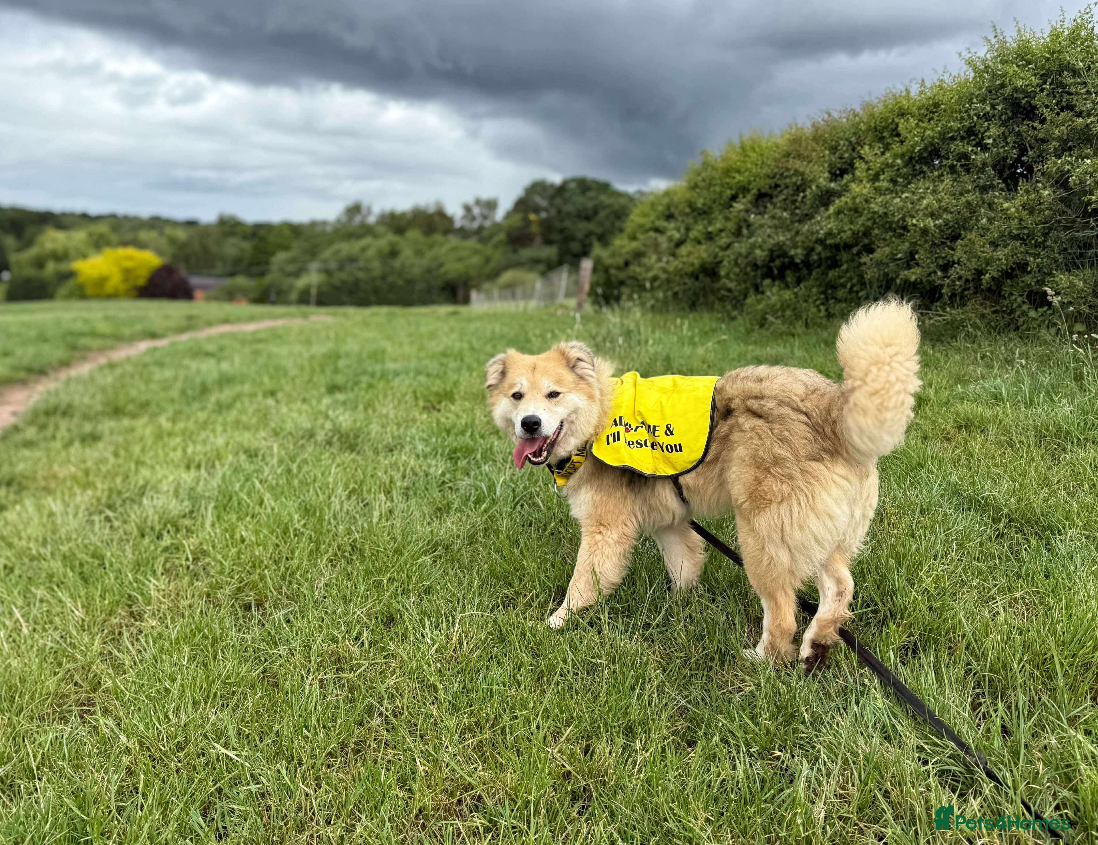 Meet Paddy, currently residing in Cheshire photo 33