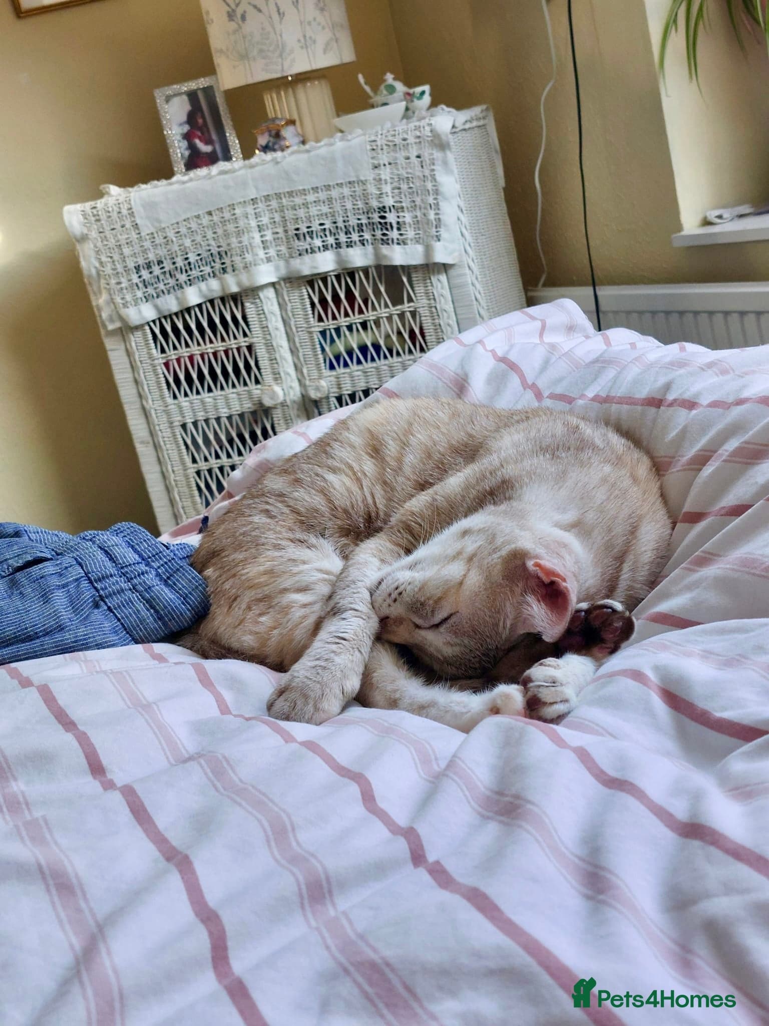 Gentle Senior Indoor Cat photo 7