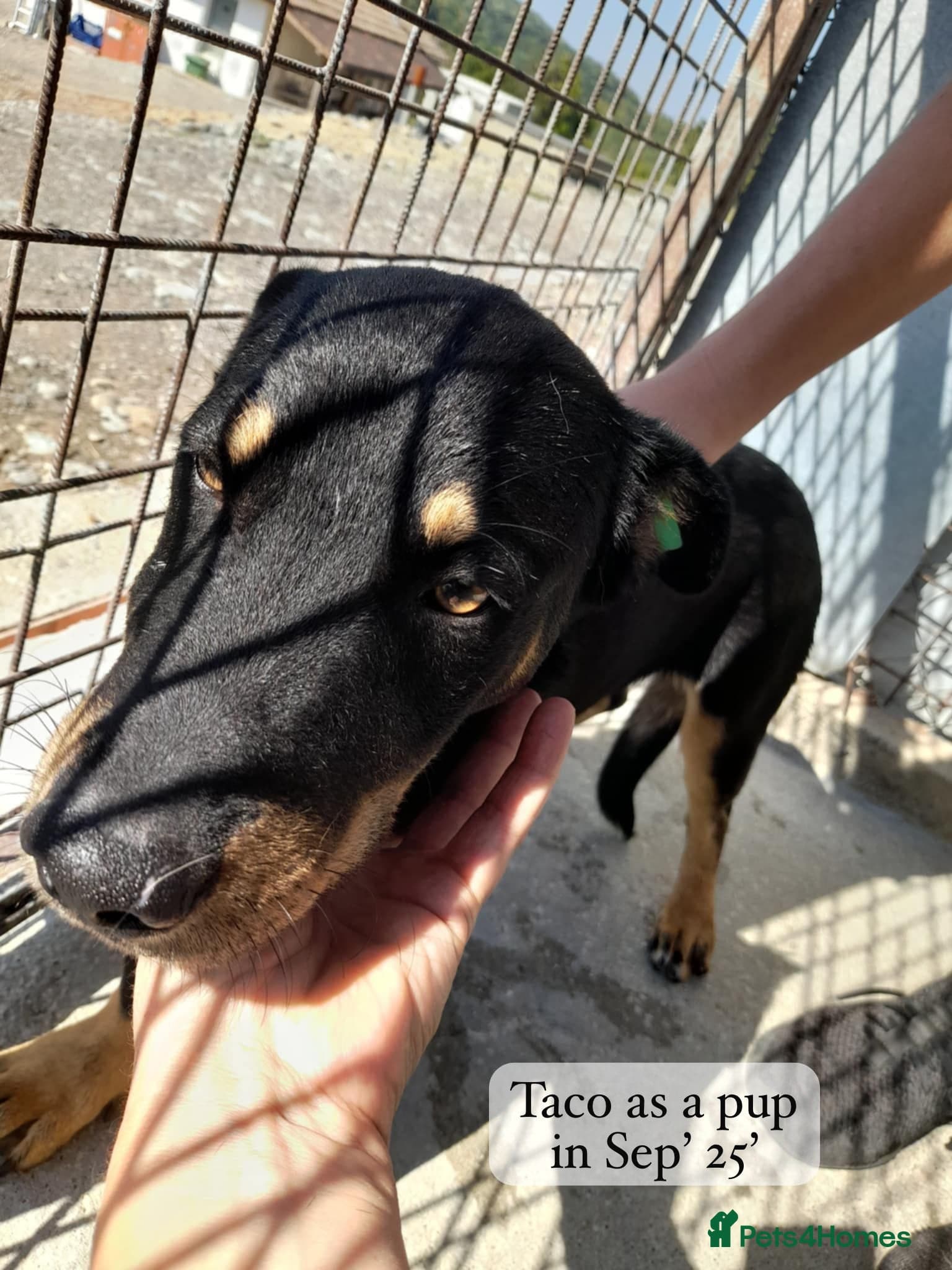 Taco, 10-12 months old. photo 6