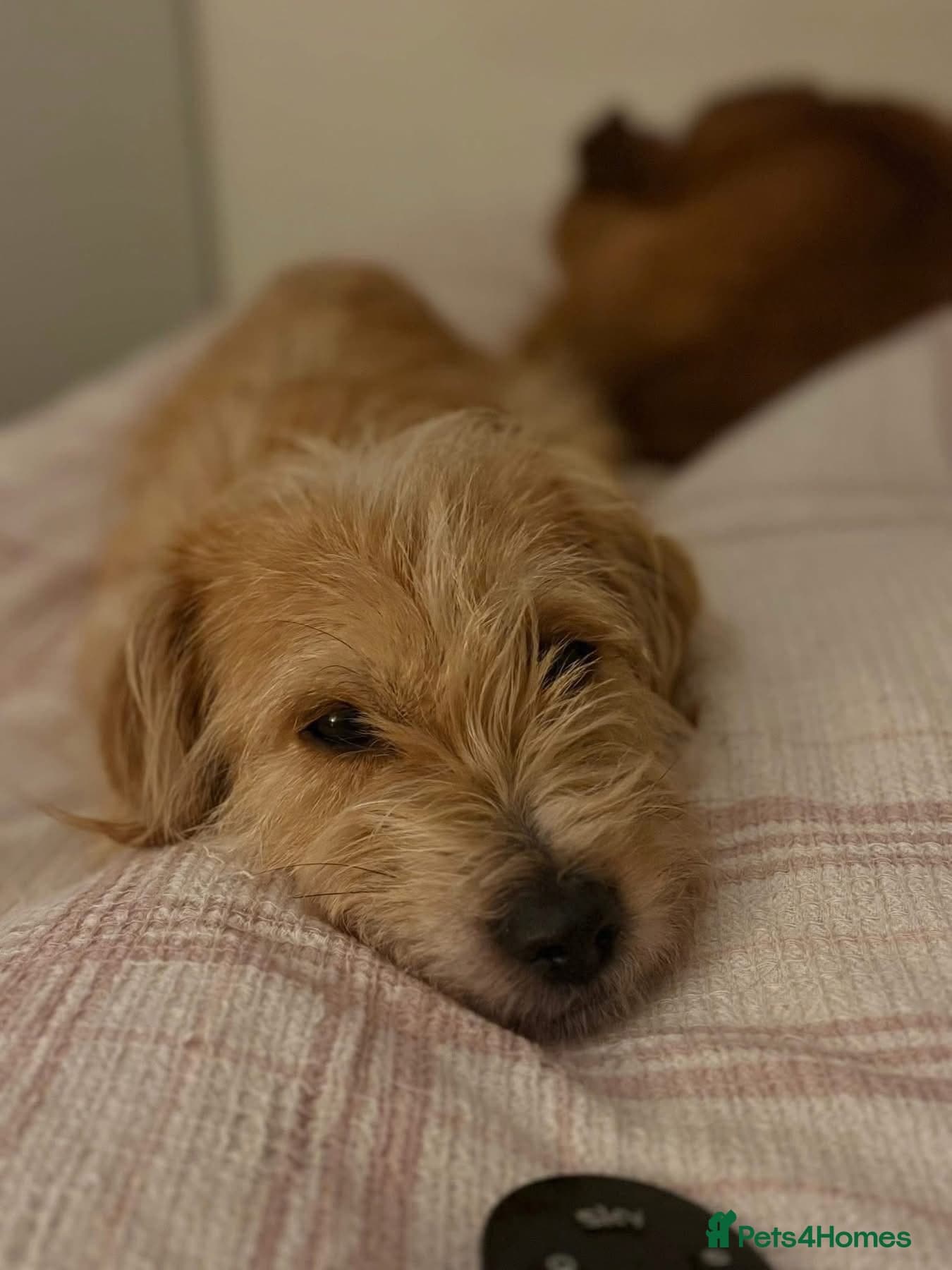 Yara - Norwich Norfolk photo 4