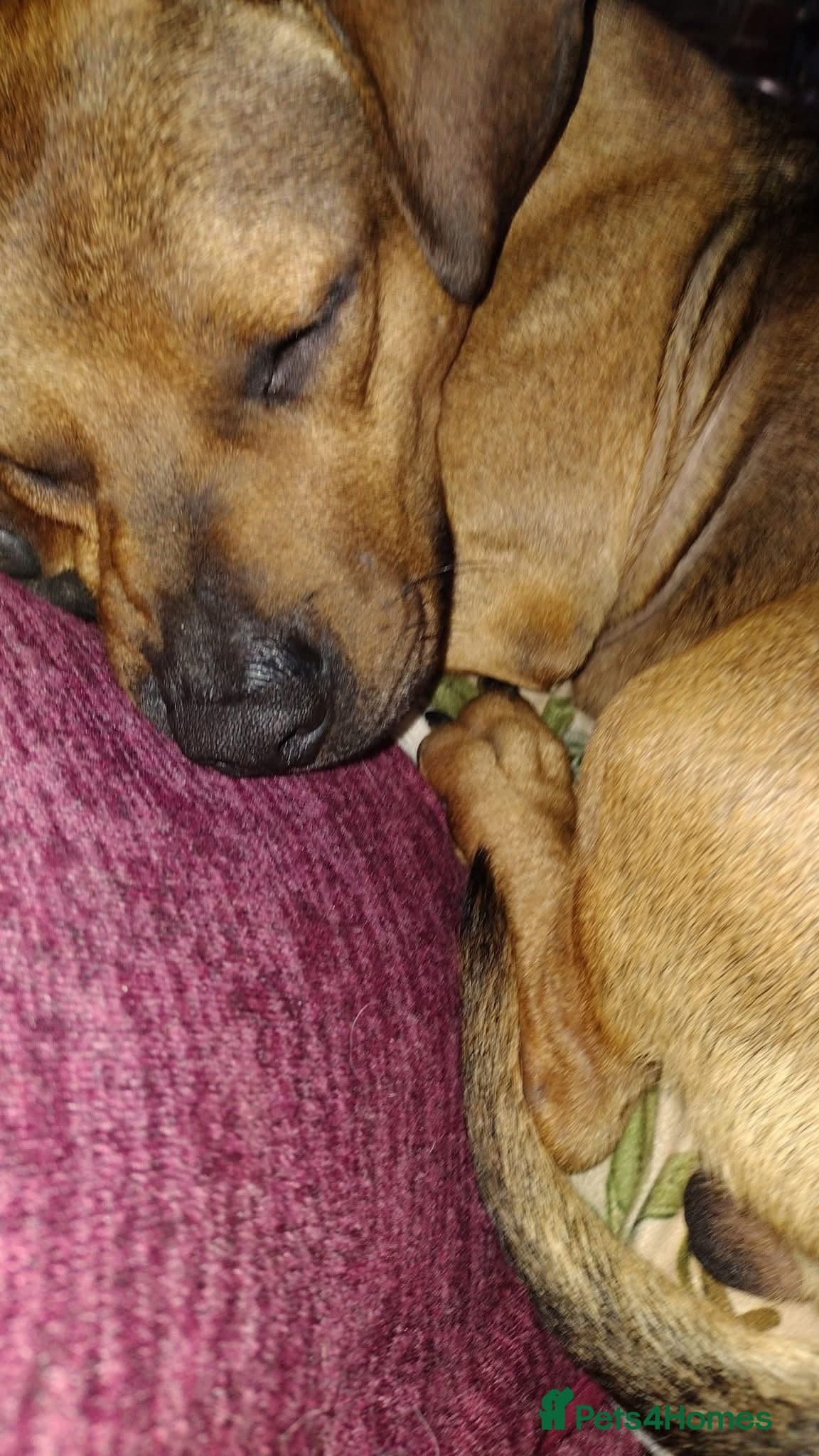 Rescue boy Noodle photo 2