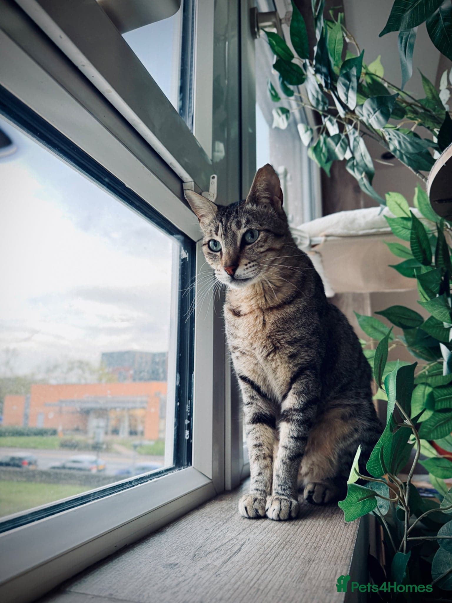 Hera ♥️ (House Cat) photo 4