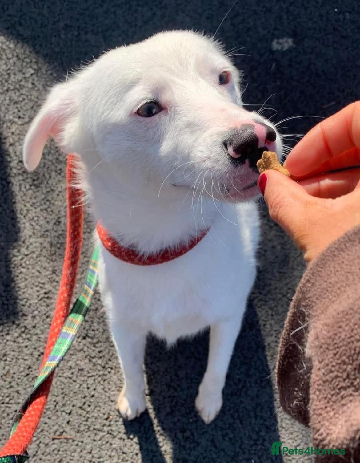 Meet Clove, currently residing in Cheshire photo 4