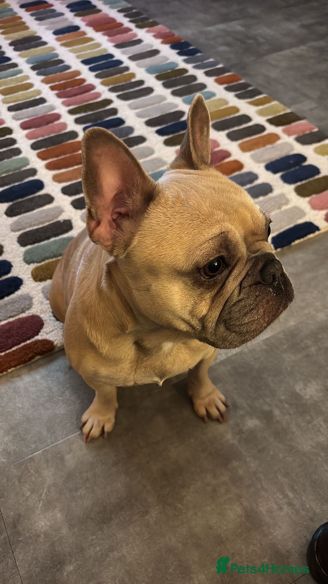 Female French bulldog — French Bull