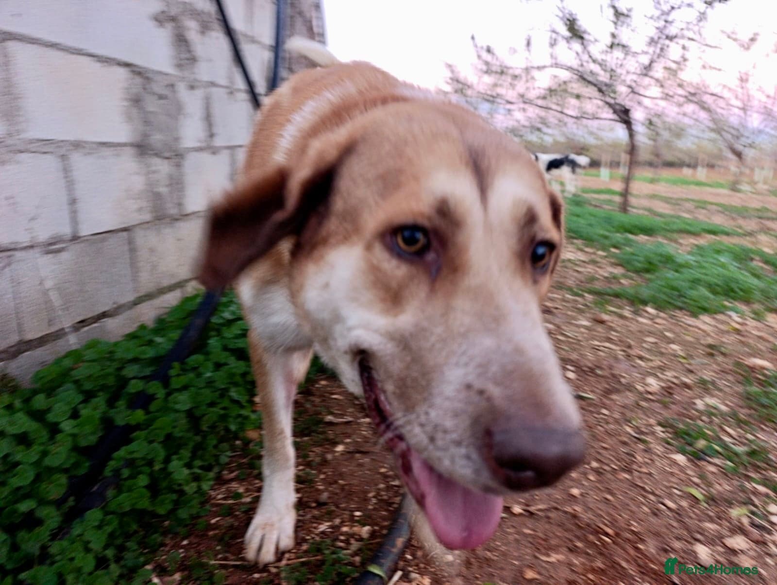 ️🚨URGENT FOSTER OR adopter needed. photo 2