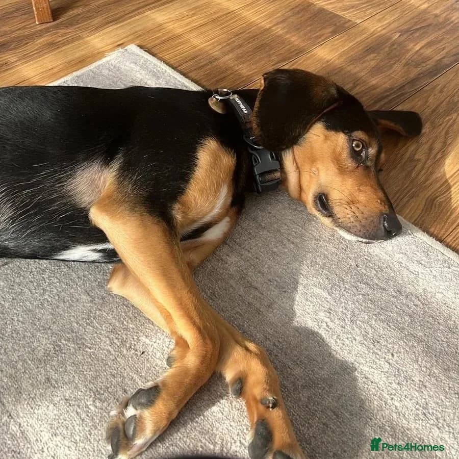 Ivan (Greek Harehound) photo 10