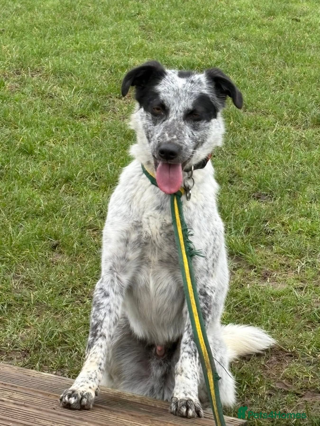 Cessil - Norwich Norfolk photo 5