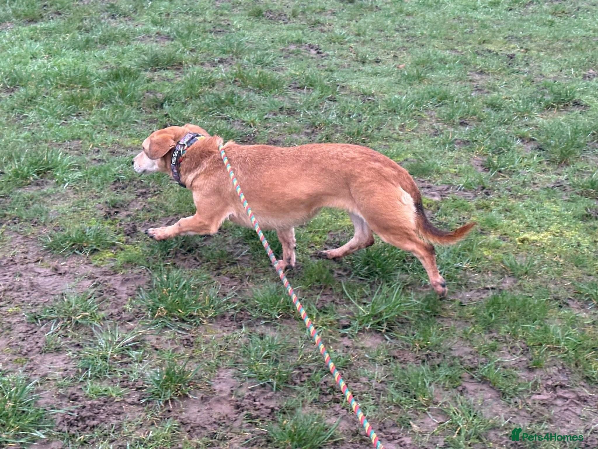 Mavis - Norwich Norfolk photo 9