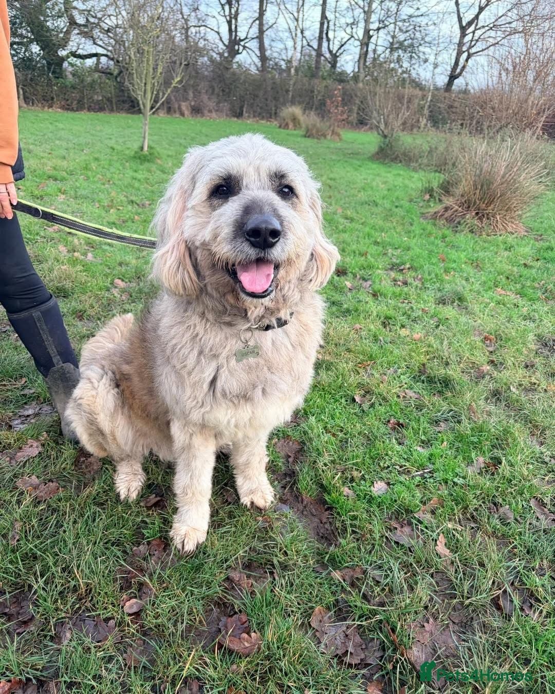 Oscar - our bear boyπ photo 11