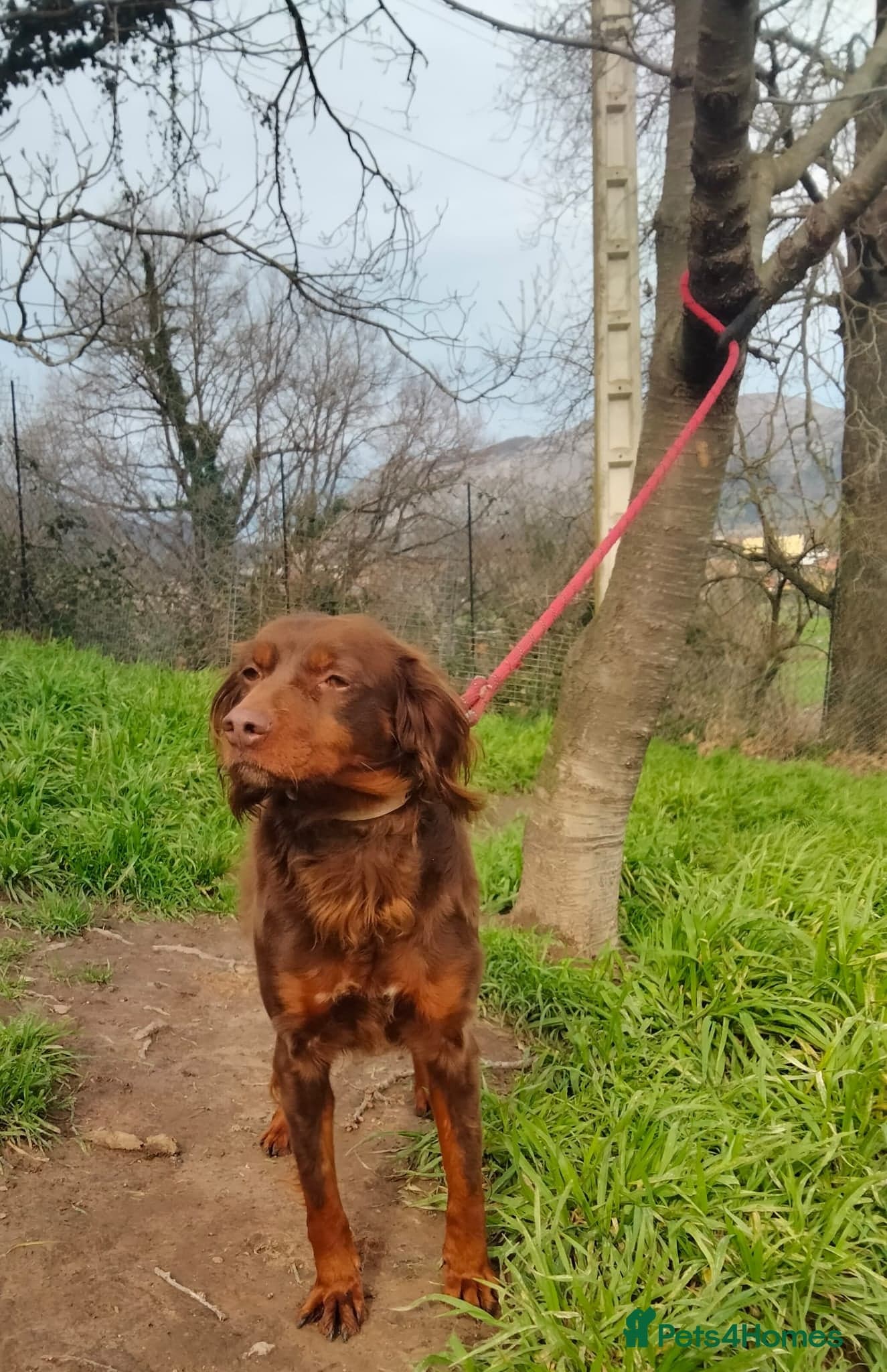 Diana, a lovely young Brittany photo 5