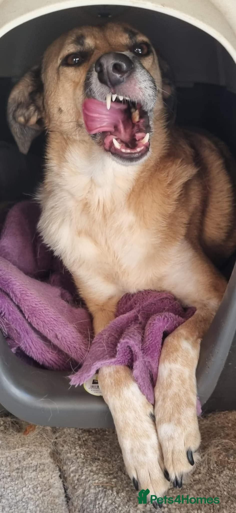 Tessa and Tosca -looking photo 19