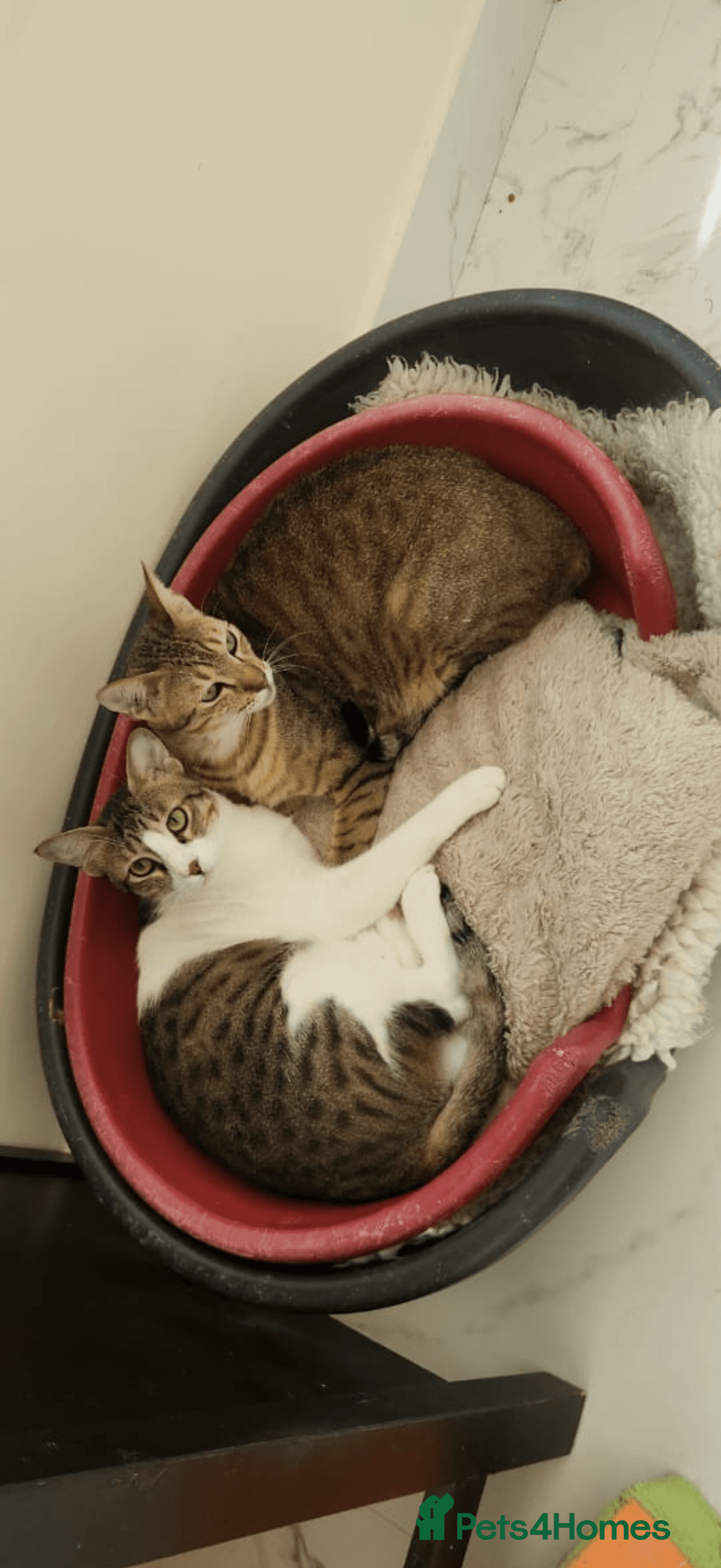 Bubby & Timmy — Domestic Shorthair