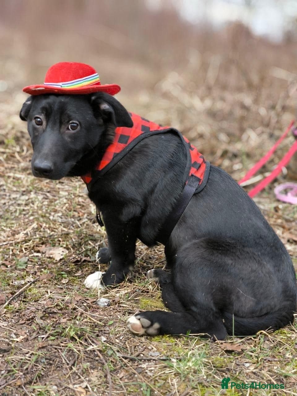 οΈπΆ masha photo 10