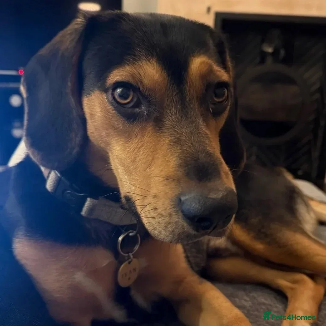 Ivan (Greek Harehound) photo 21