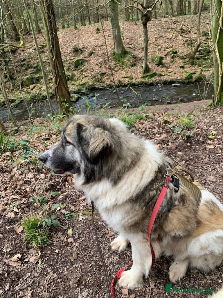 Meet Tinsel, currently residing in Gloucestershire photo 7