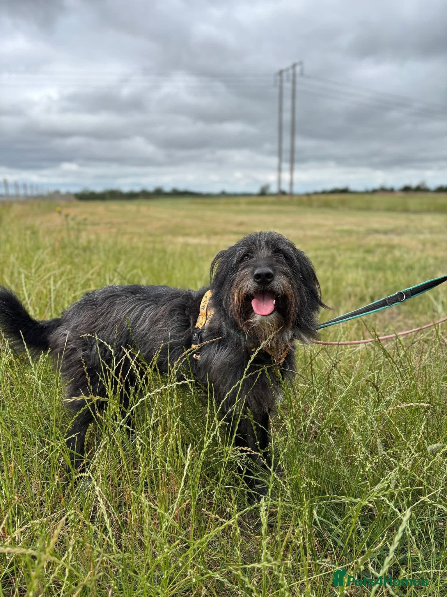 Herbie ๐ Female-only home needed! photo 10