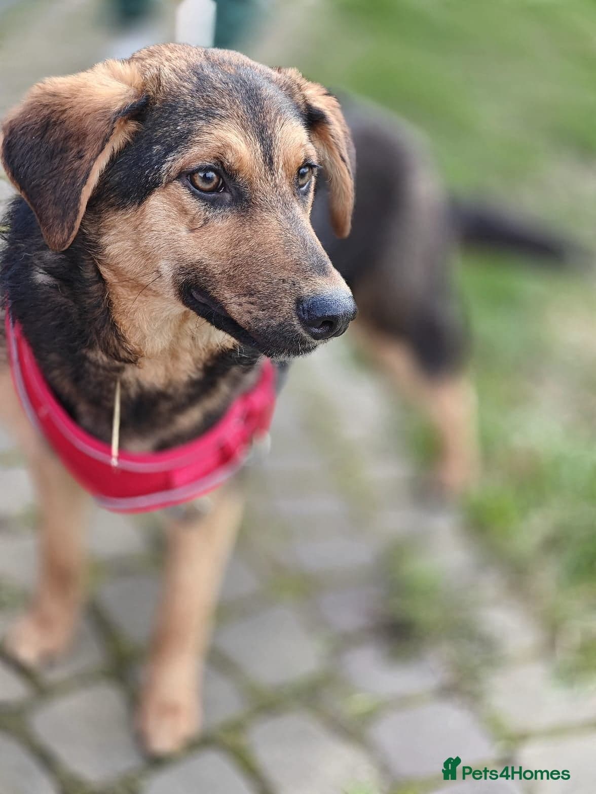 οΈπΆ yasia photo 16