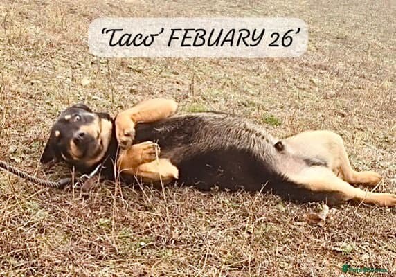 Taco, 10-12 months old. photo 13