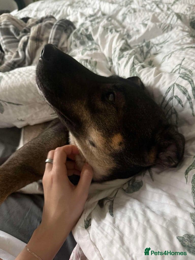 Anthi - in UK Foster (Colchester) photo 2