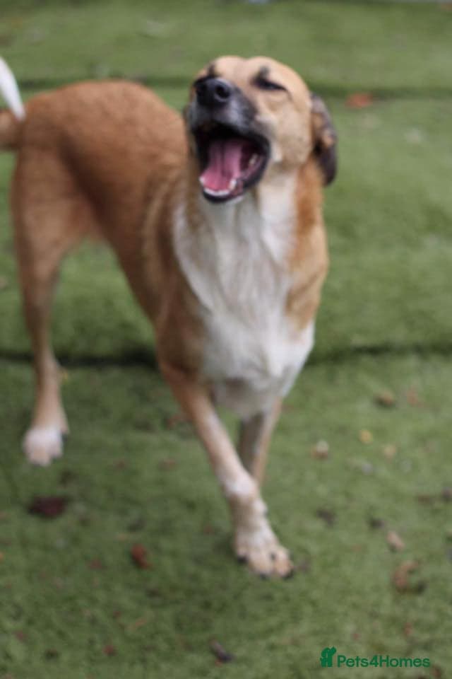 Tessa and Tosca -looking photo 4