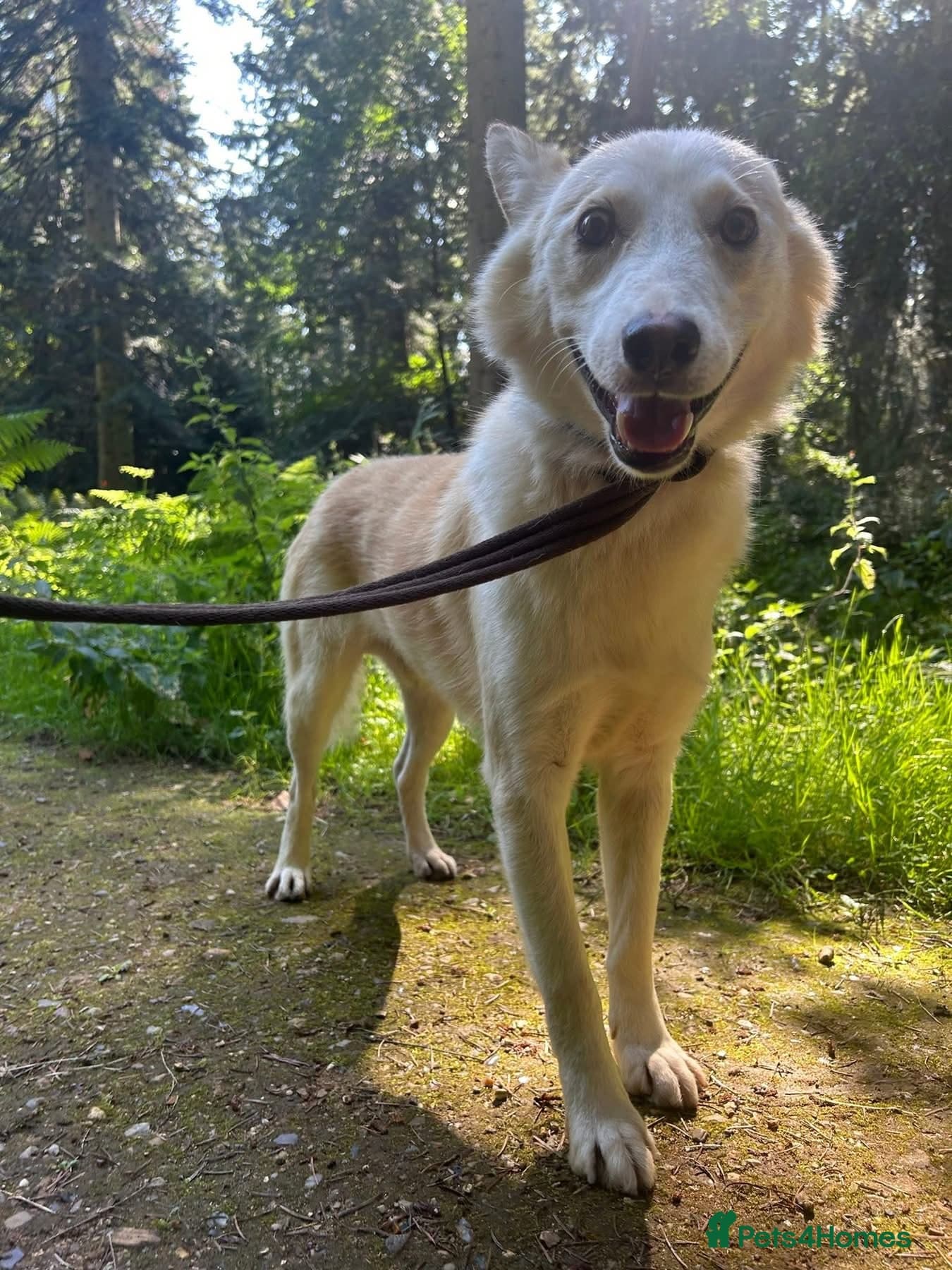 Song - Norwich Norfolk photo 28