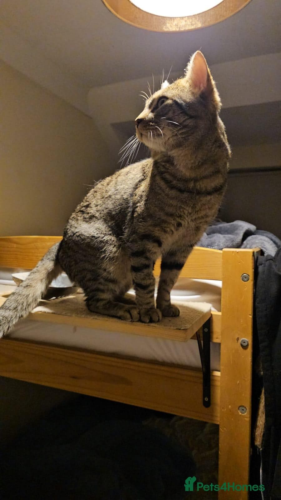 Gentle 10 month rescue MaleCat photo 15