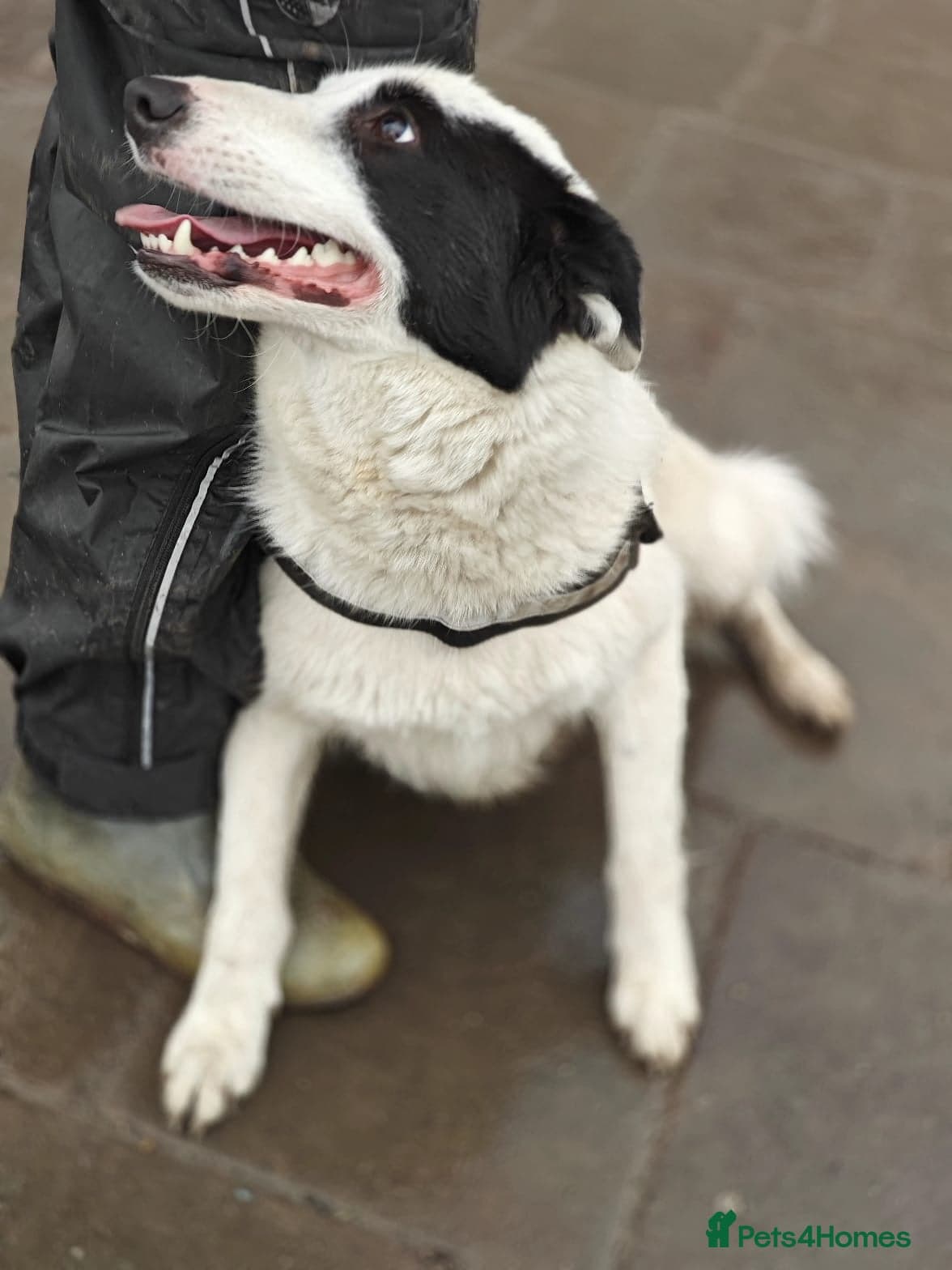 οΈπΆ suzy photo 17