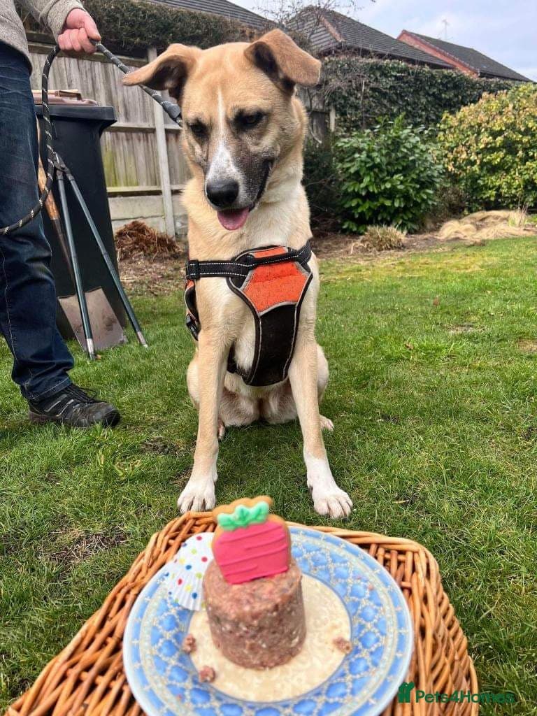 Meet Ruma, currently residing in Cheshire photo 3