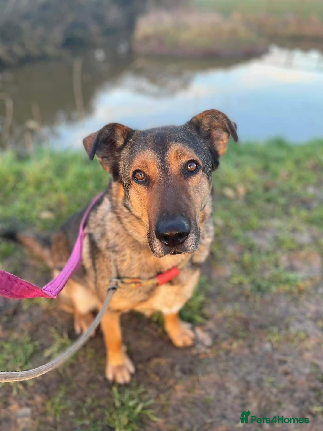 Meet Kobi, currently residing in Cheshire photo 6