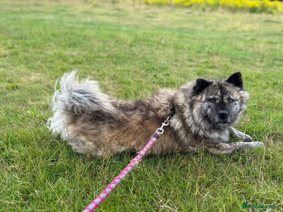 Luna Chow π photo 5