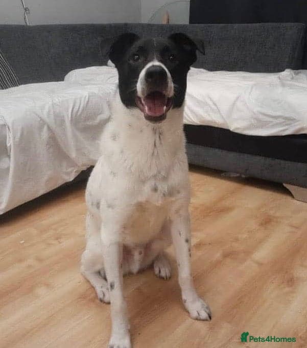 Meet Rocky, currently residing in Edinburgh — Mixed Breed