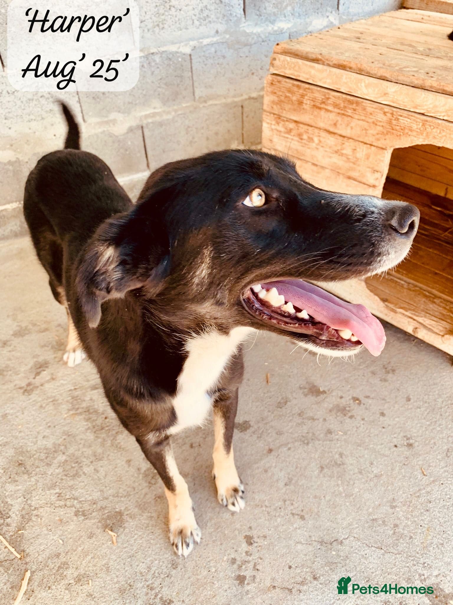 Harper, 2 yrs old approx. photo 27