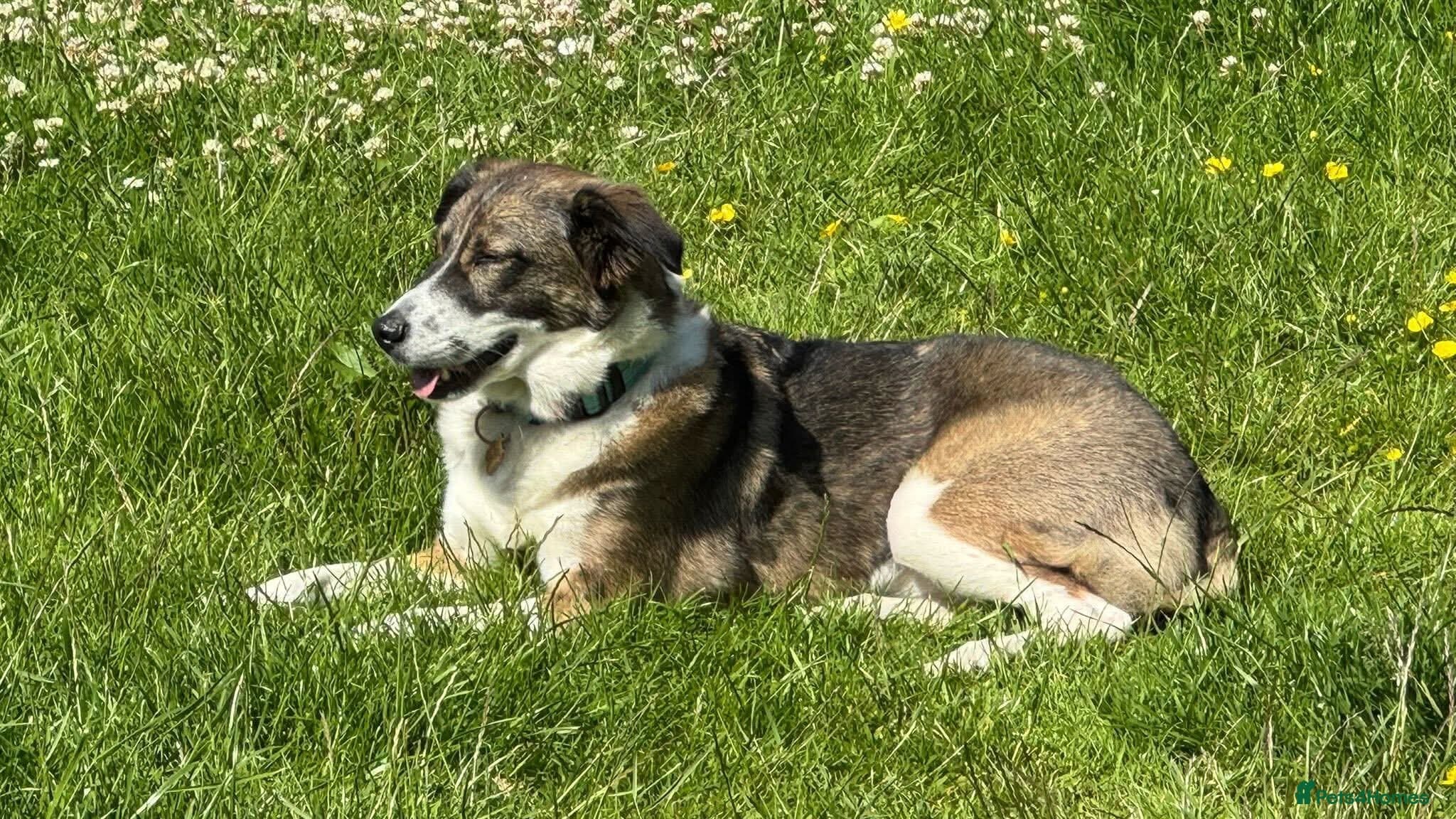 Meet Bella, currently residing in Merseyside photo 9