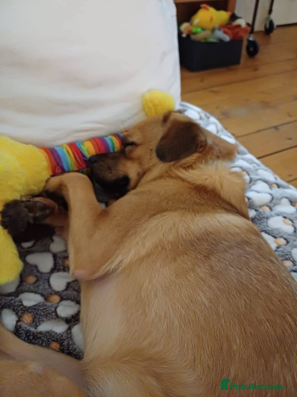 Meet Jaspher, currently residing in Edinburgh photo 7