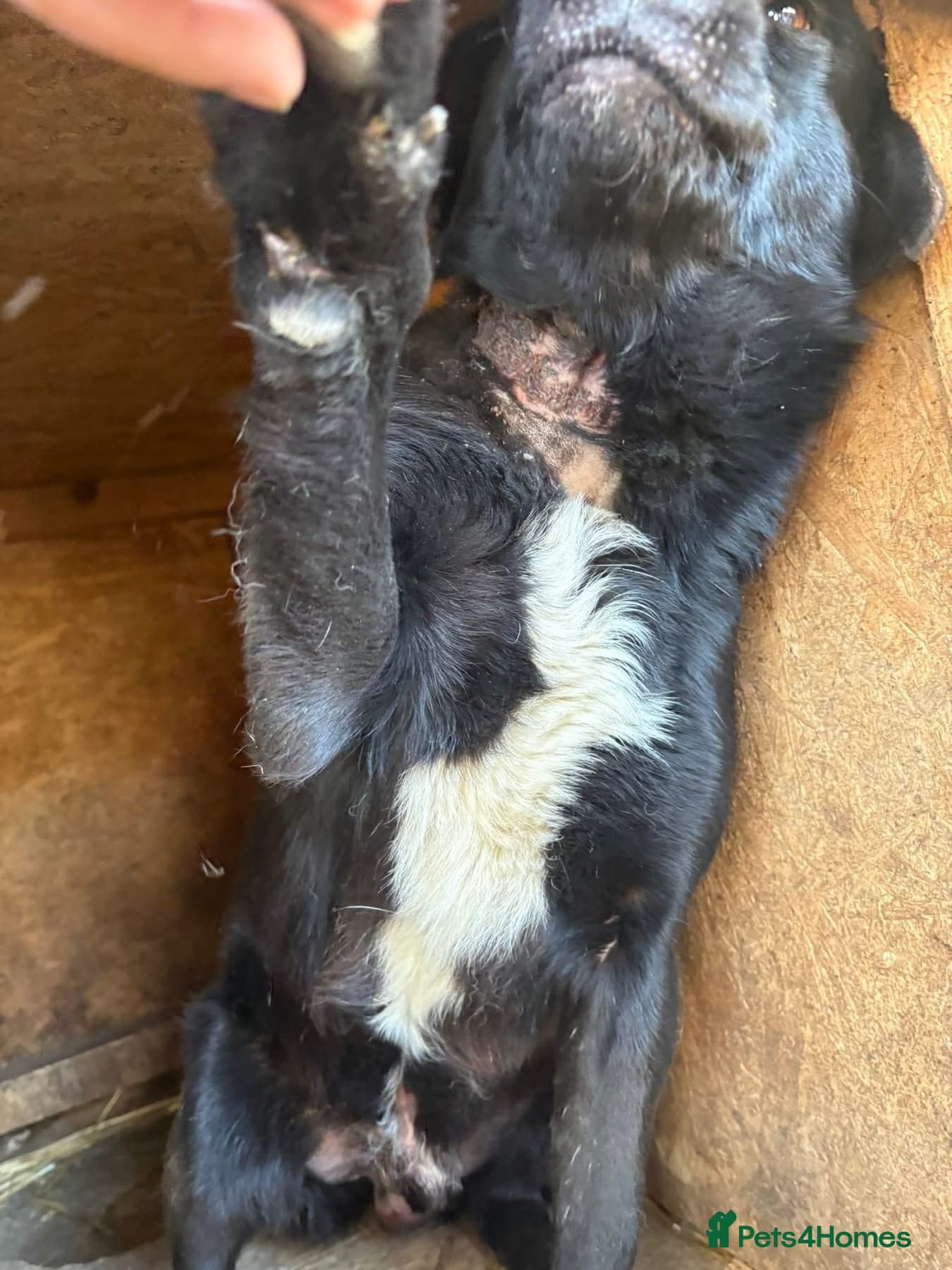 Callum - Norwich Norfolk β Mixed Breed