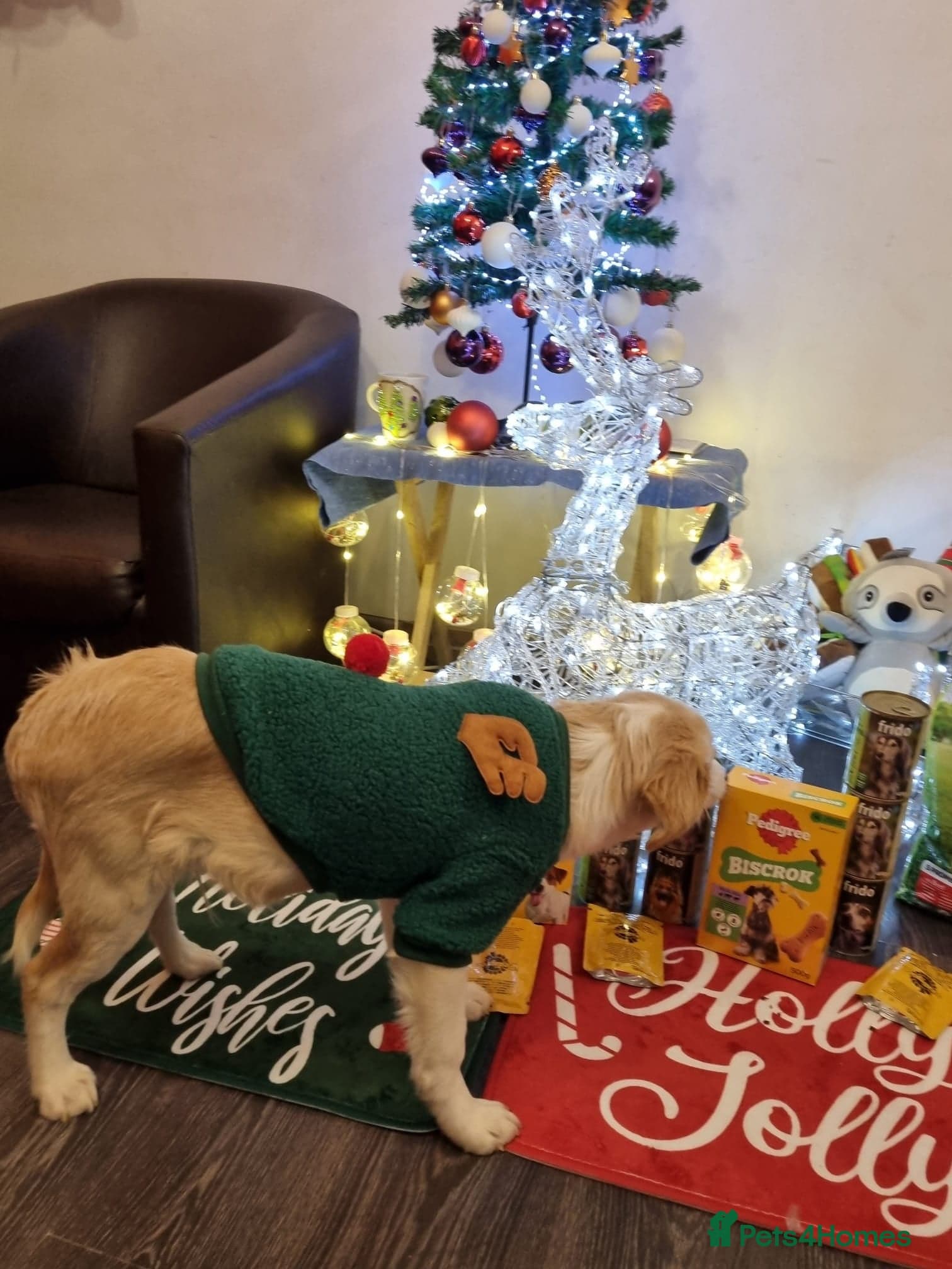 Sweet Little OLAF photo 18