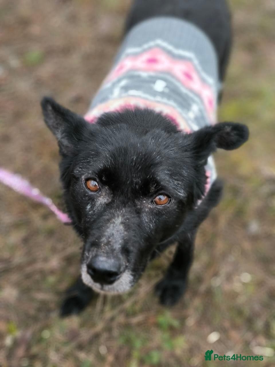 οΈπΆ tofa photo 16